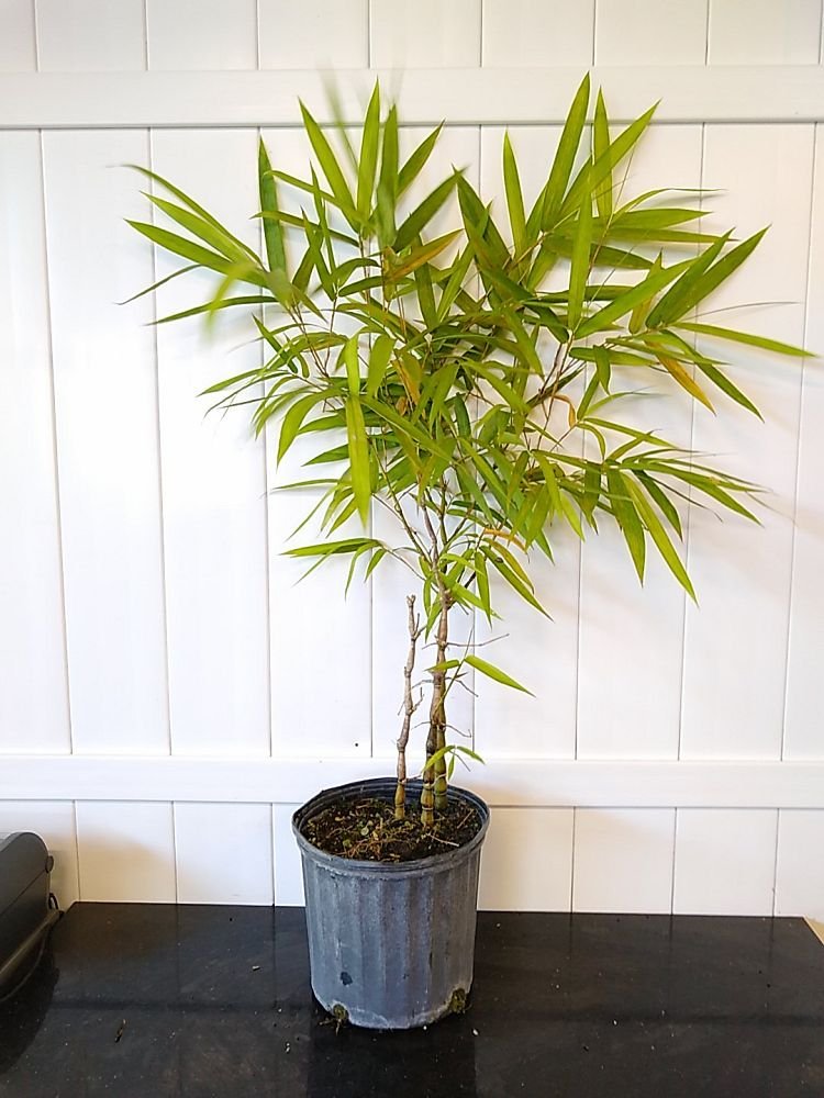 Dwarf Buddha Belly Bamboo