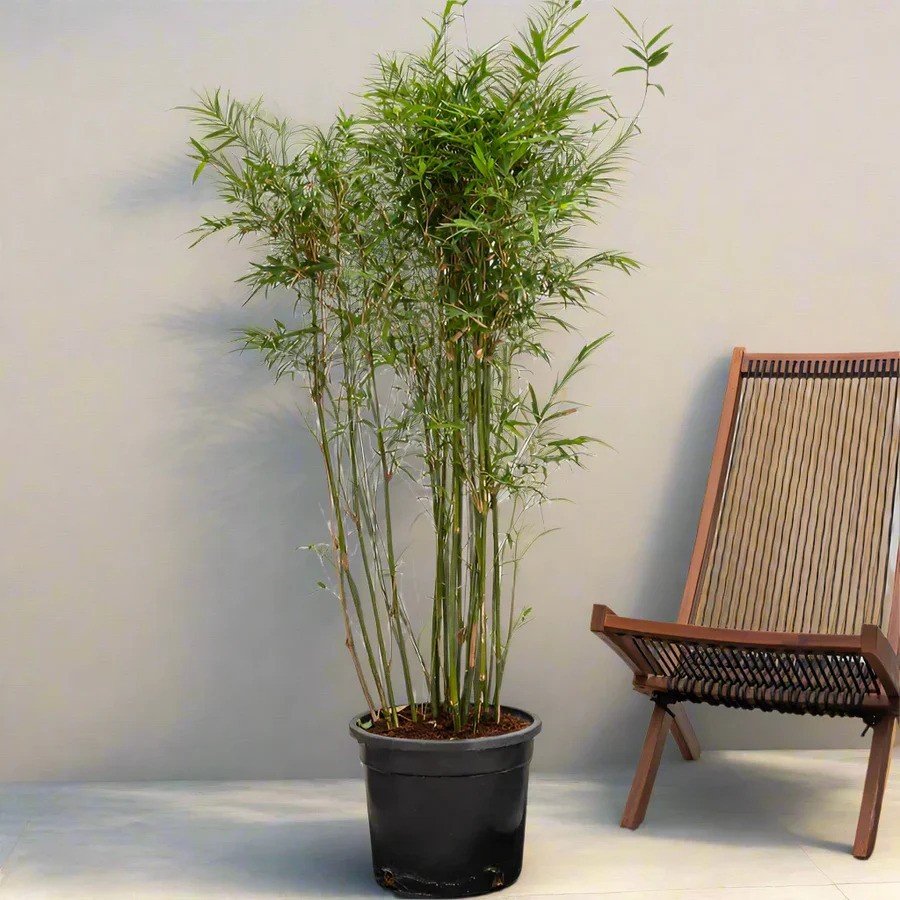 Hedge Bamboo