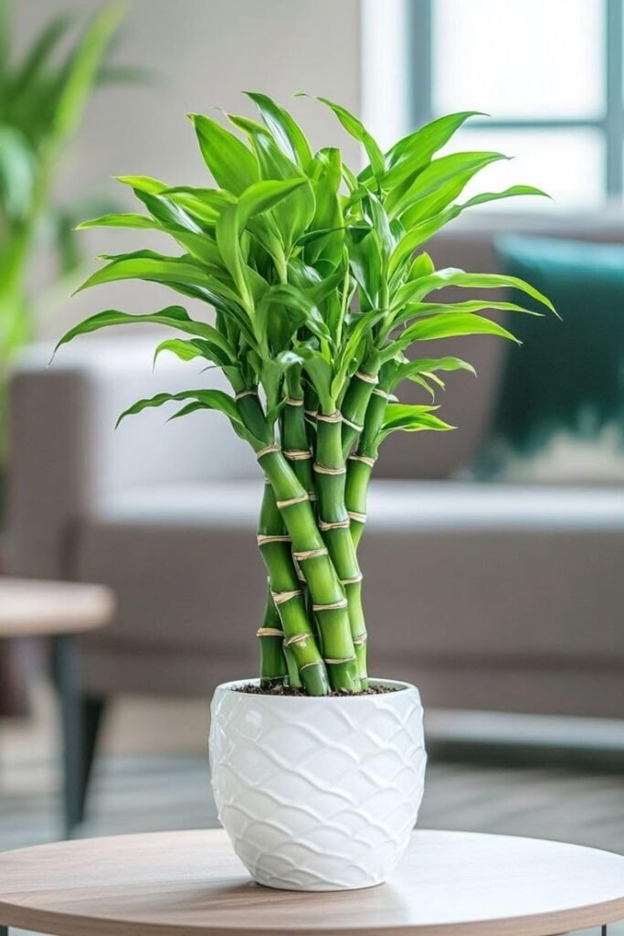 Lucky-Bamboo