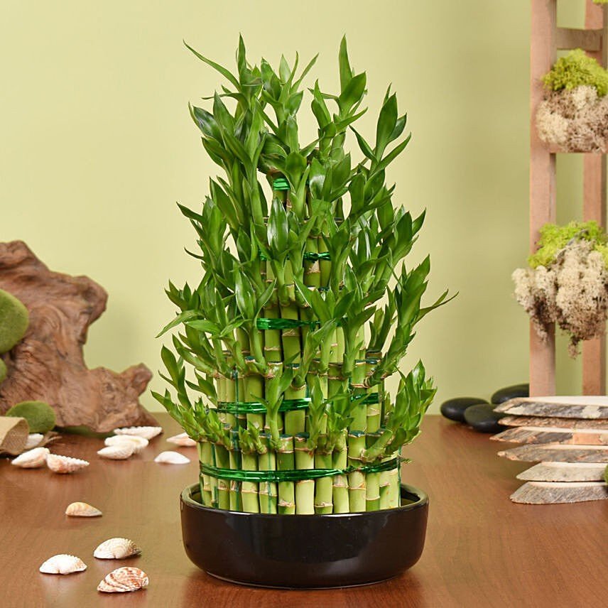 Lucky Bamboo