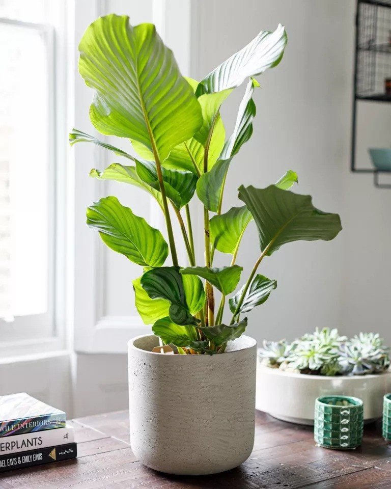 Calathea Orbifolia