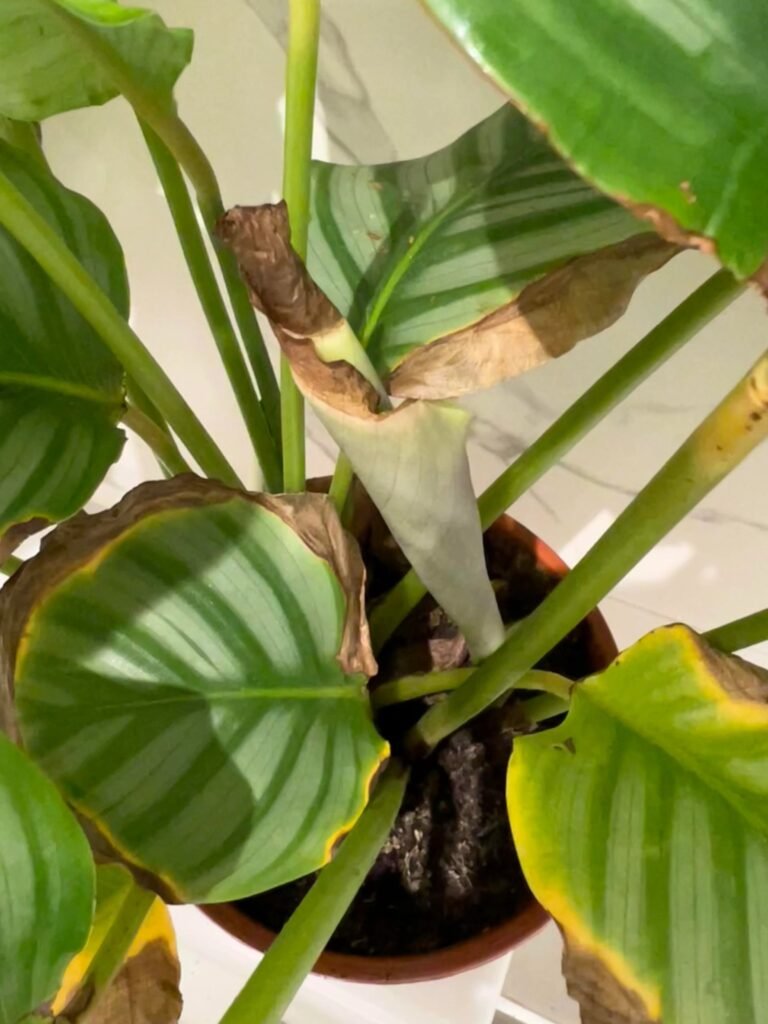 Calathea Orbifolia